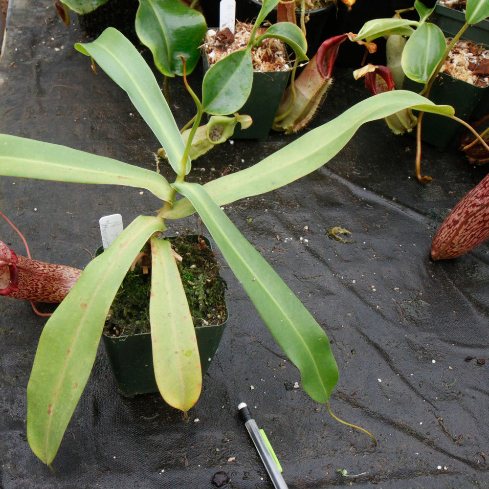 
                      
                        Nepenthes spectabilis x ventricosa, Exotica Plants
                      
                    