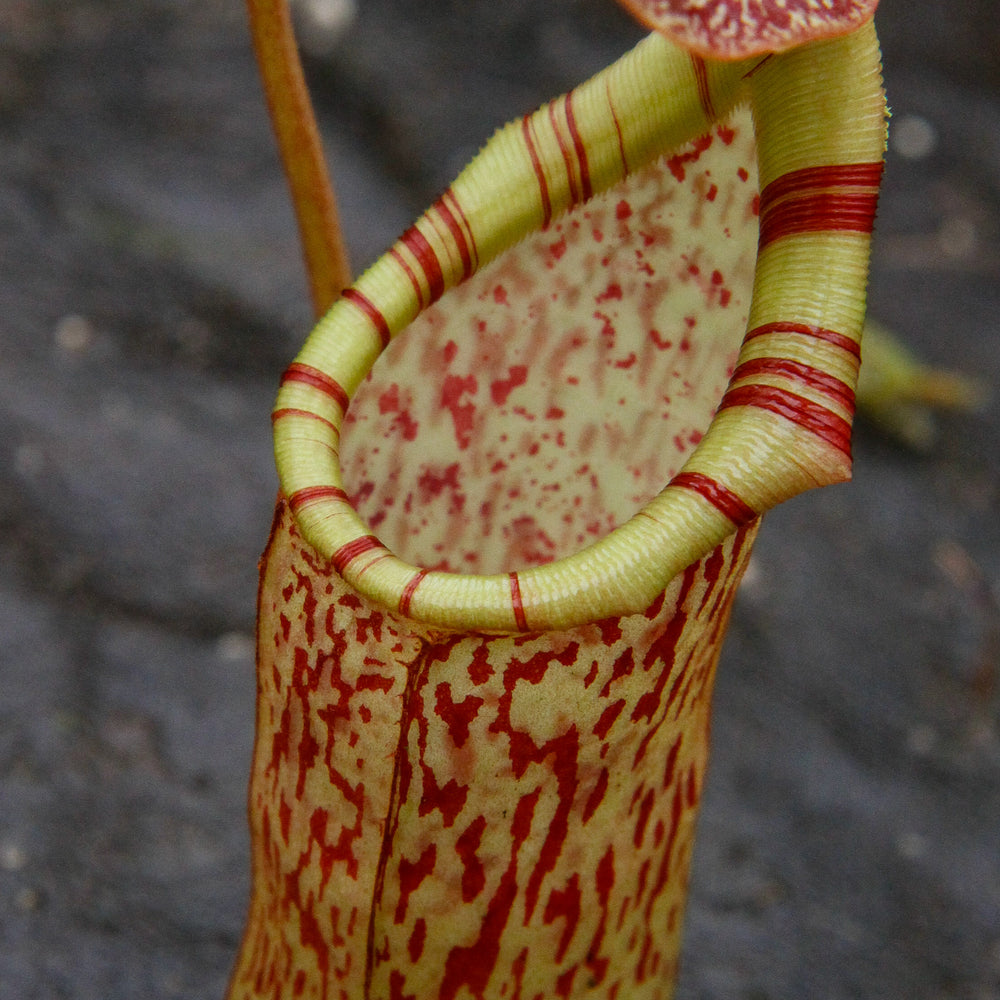 
                      
                        Nepenthes spectabilis x ventricosa, Exotica Plants
                      
                    