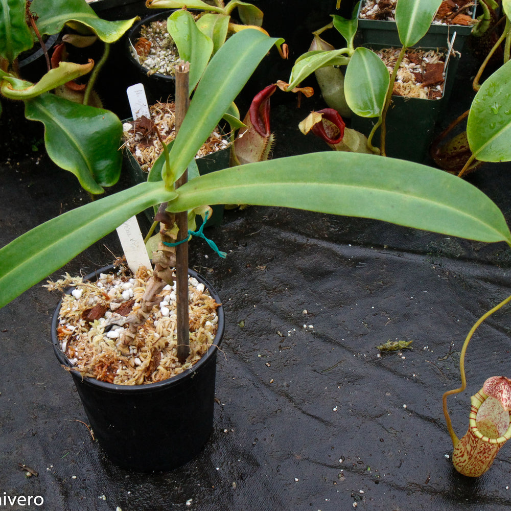 
                      
                        Nepenthes spectabilis x ventricosa, Exotica Plants
                      
                    