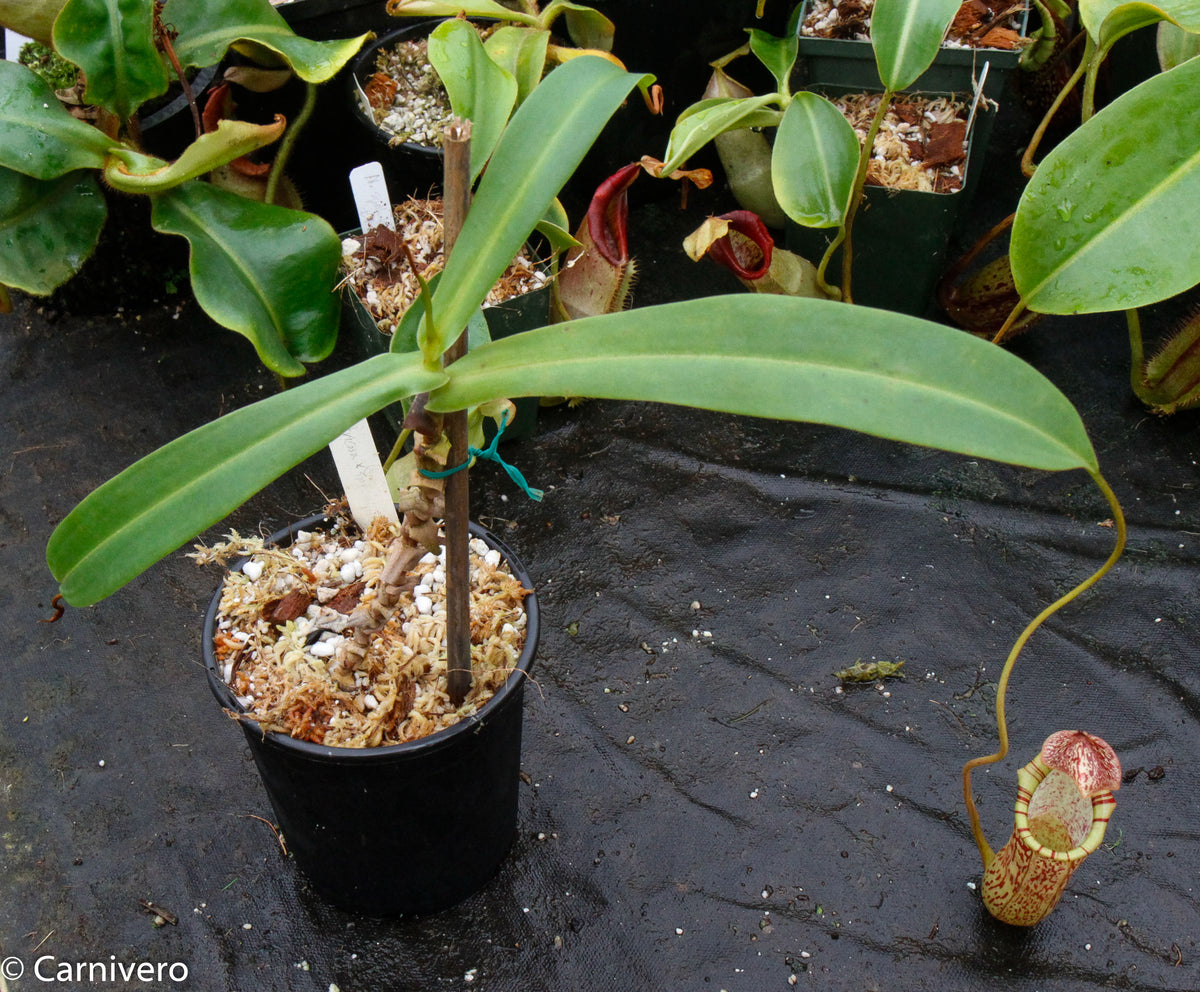 Nepenthes spectabilis x ventricosa, Exotica Plants – Carnivero