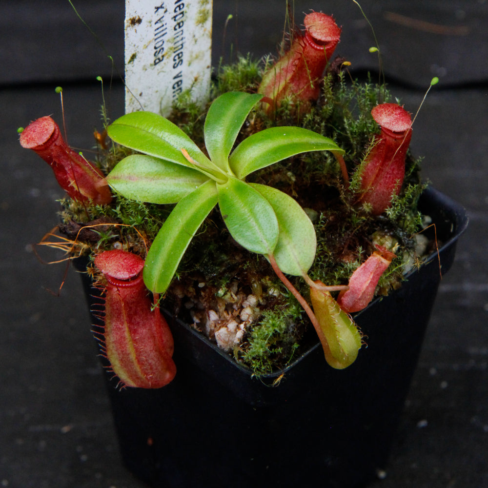 Nepenthes ventricosa x villosa