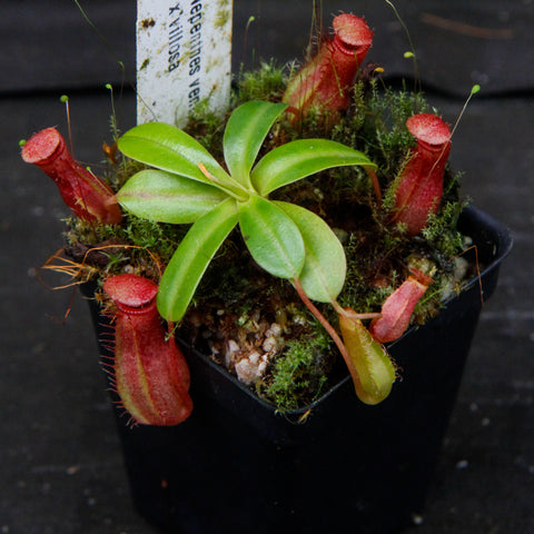 Nepenthes ventricosa x villosa with several red upright pitchers around a central green rosette in a mossy pot