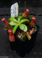 Nepenthes ventricosa x villosa