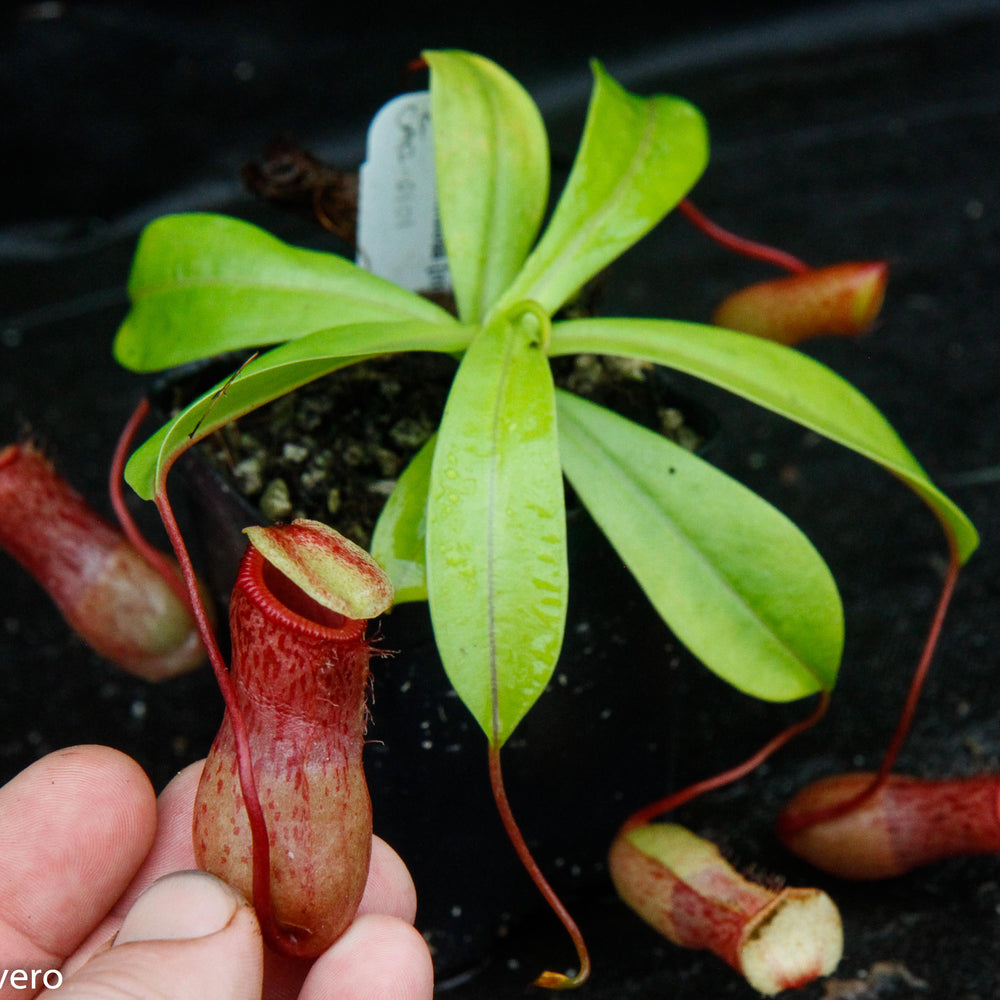 
                      
                        Nepenthes ventricosa [Madja-as x (BE x AG3)], CAR-0101, pitcher plant, carnivorous plant, collectors plant, large pitchers, rare plants
                      
                    