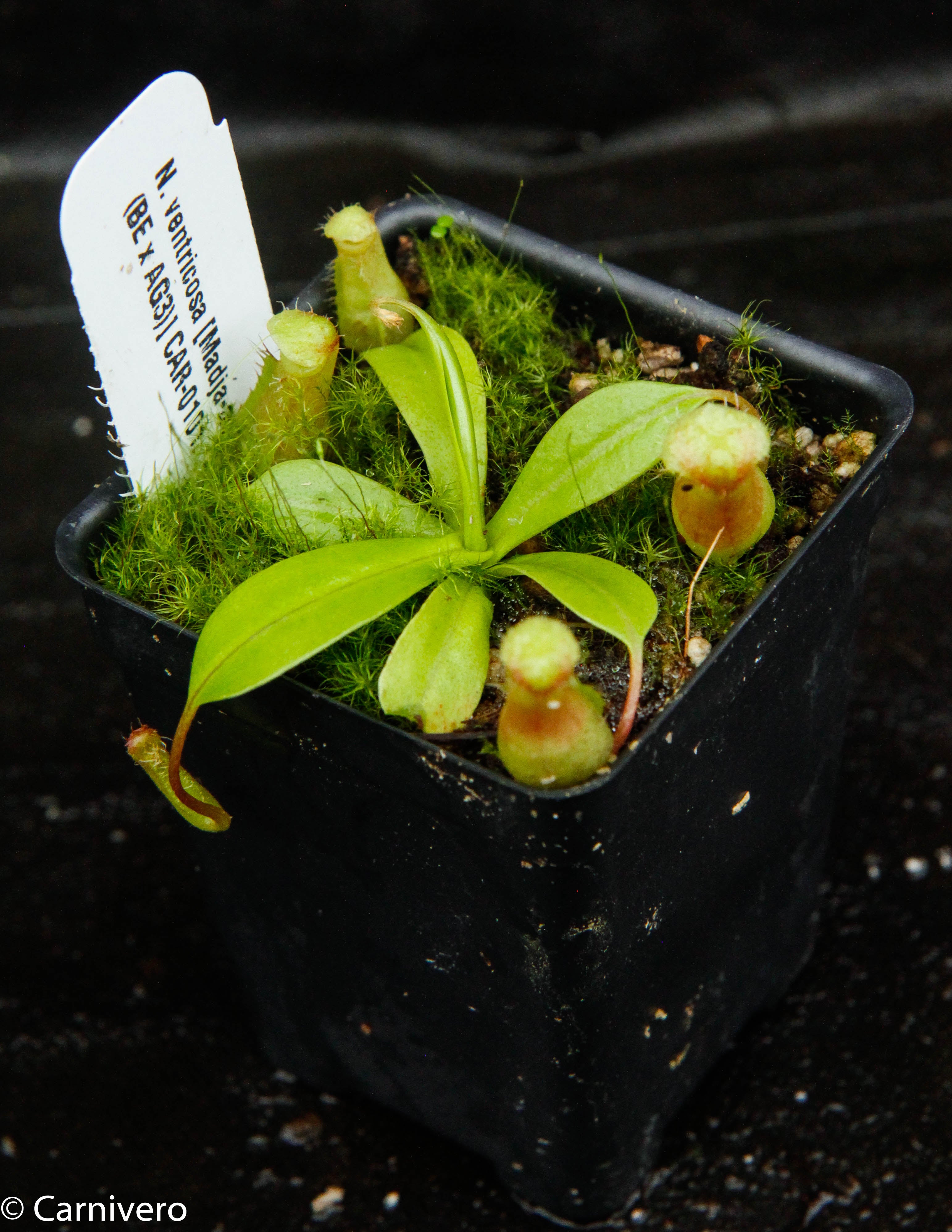 Nepenthes ventricosa [Madja-as x (BE x AG3)], CAR-0101 – Carnivero