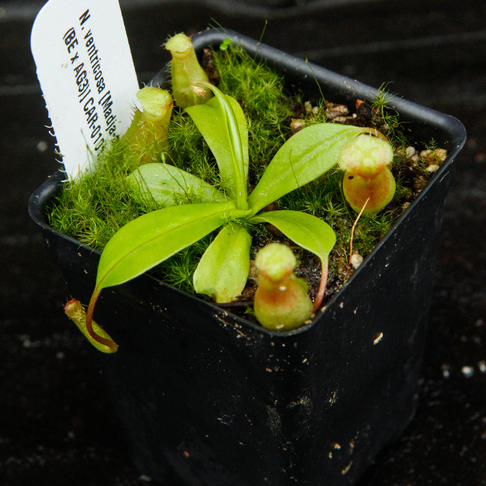 
                      
                        Nepenthes ventricosa [Madja-as x (BE x AG3)], CAR-0101, pitcher plant, carnivorous plant, collectors plant, large pitchers, rare plants
                      
                    