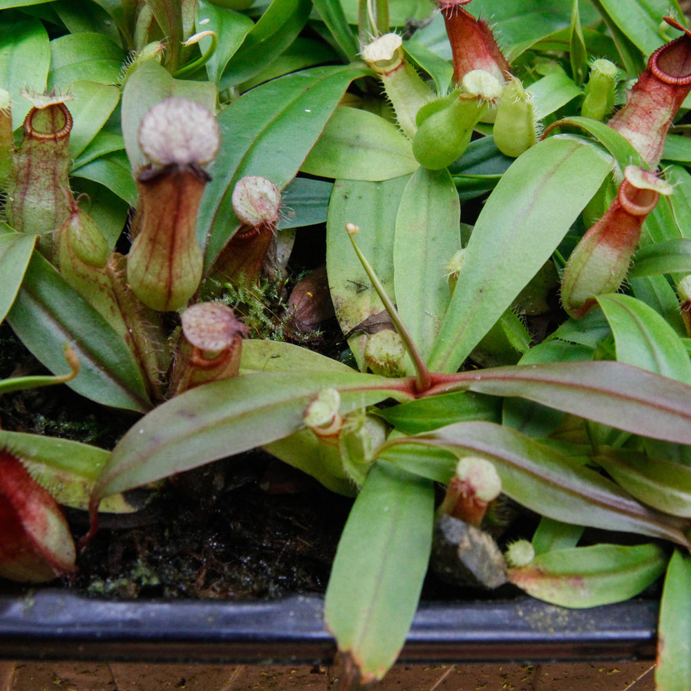 
                      
                        Nepenthes Viking x hamata, CAR-0098
                      
                    