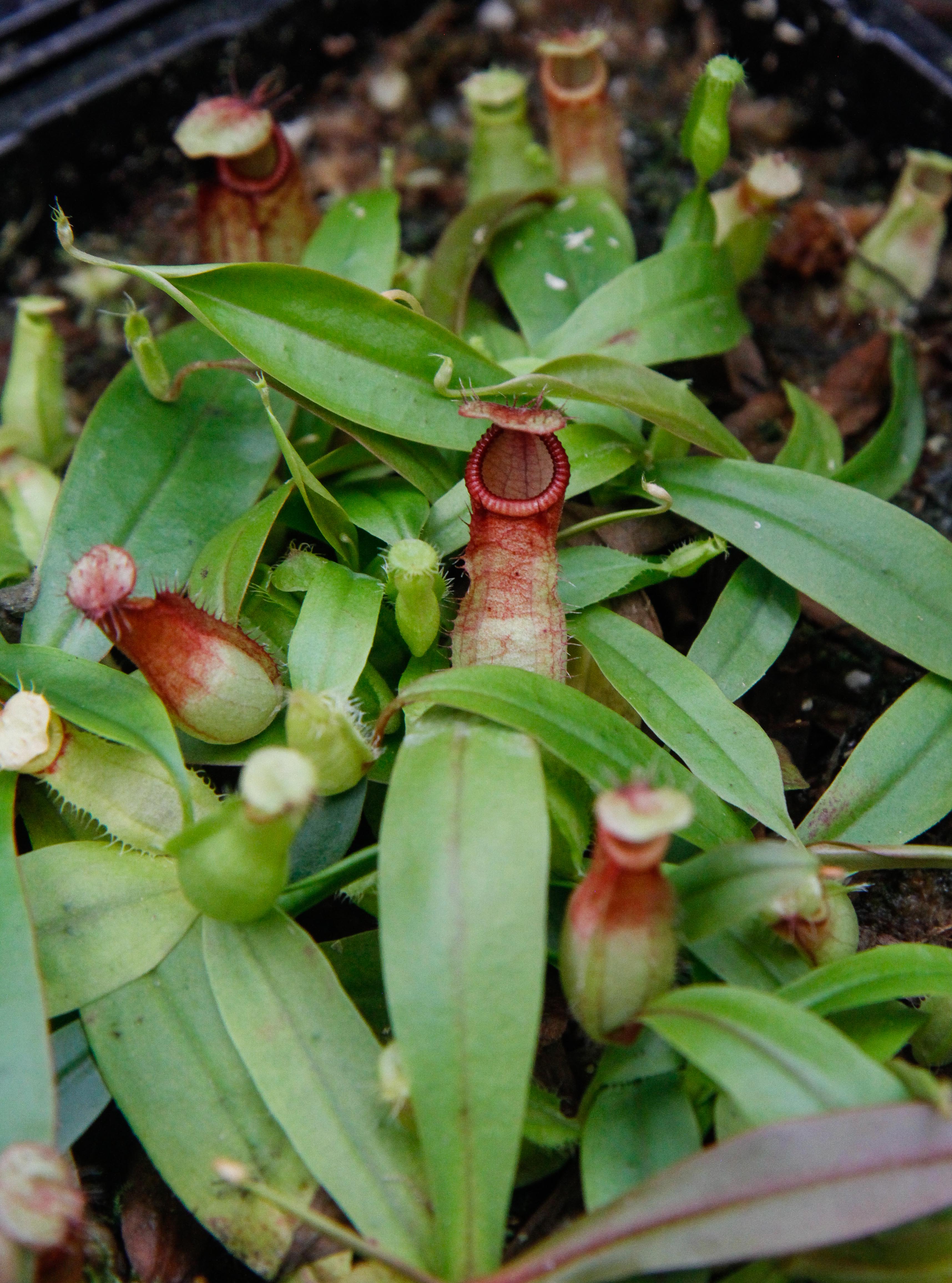 Nepenthes Viking x hamata, CAR-0098 – Carnivero