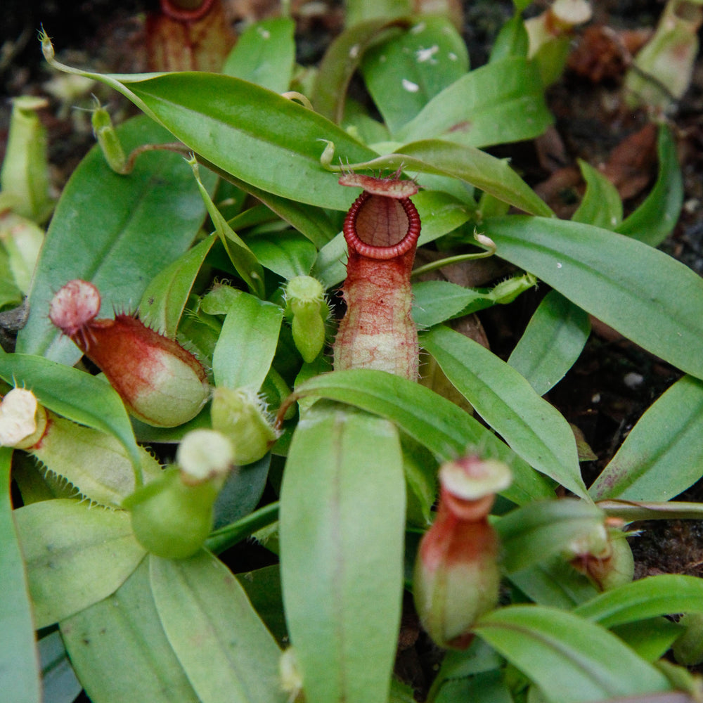 
                      
                        Nepenthes Viking x hamata, CAR-0098
                      
                    