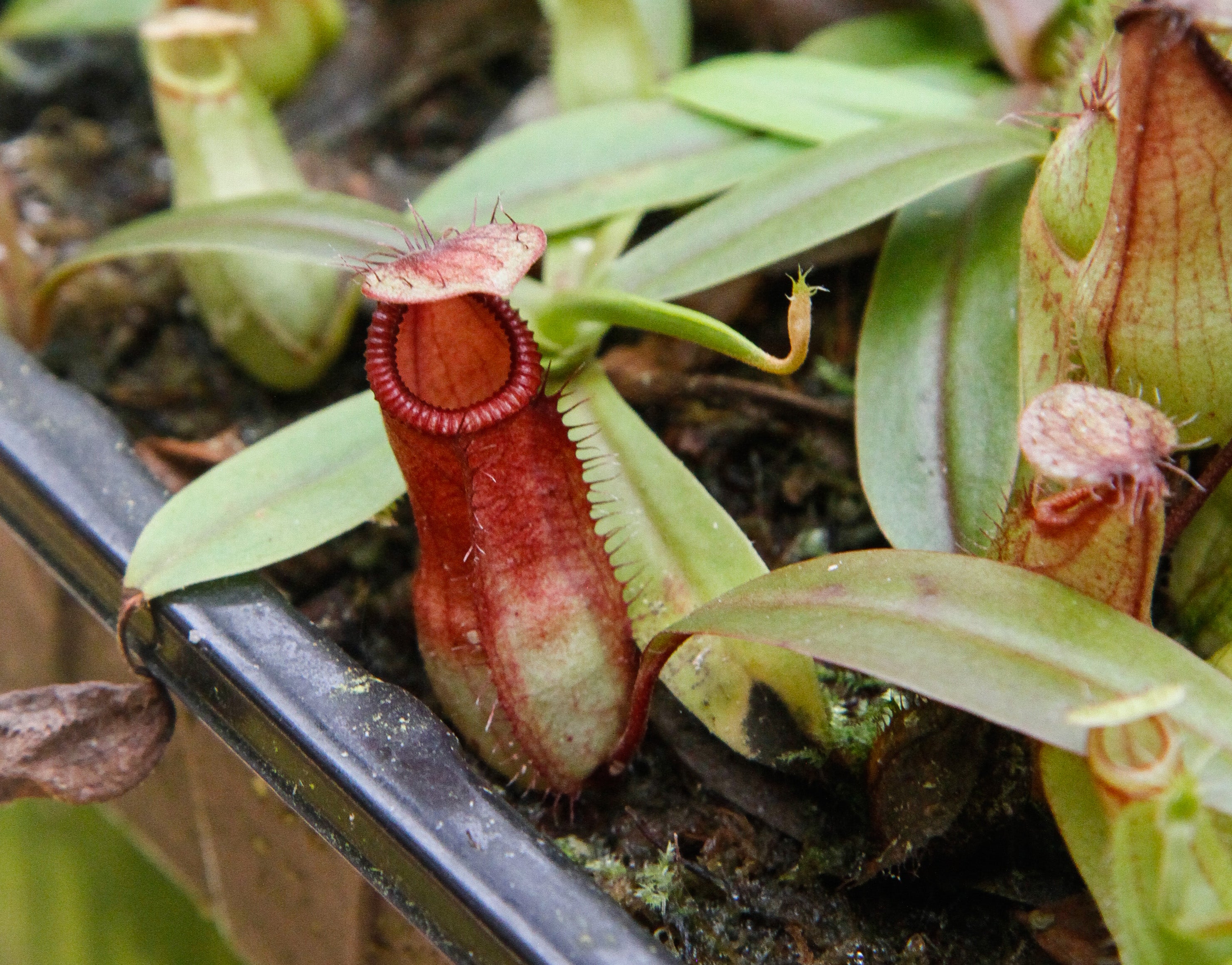 Nepenthes Viking x hamata, CAR-0098 – Carnivero