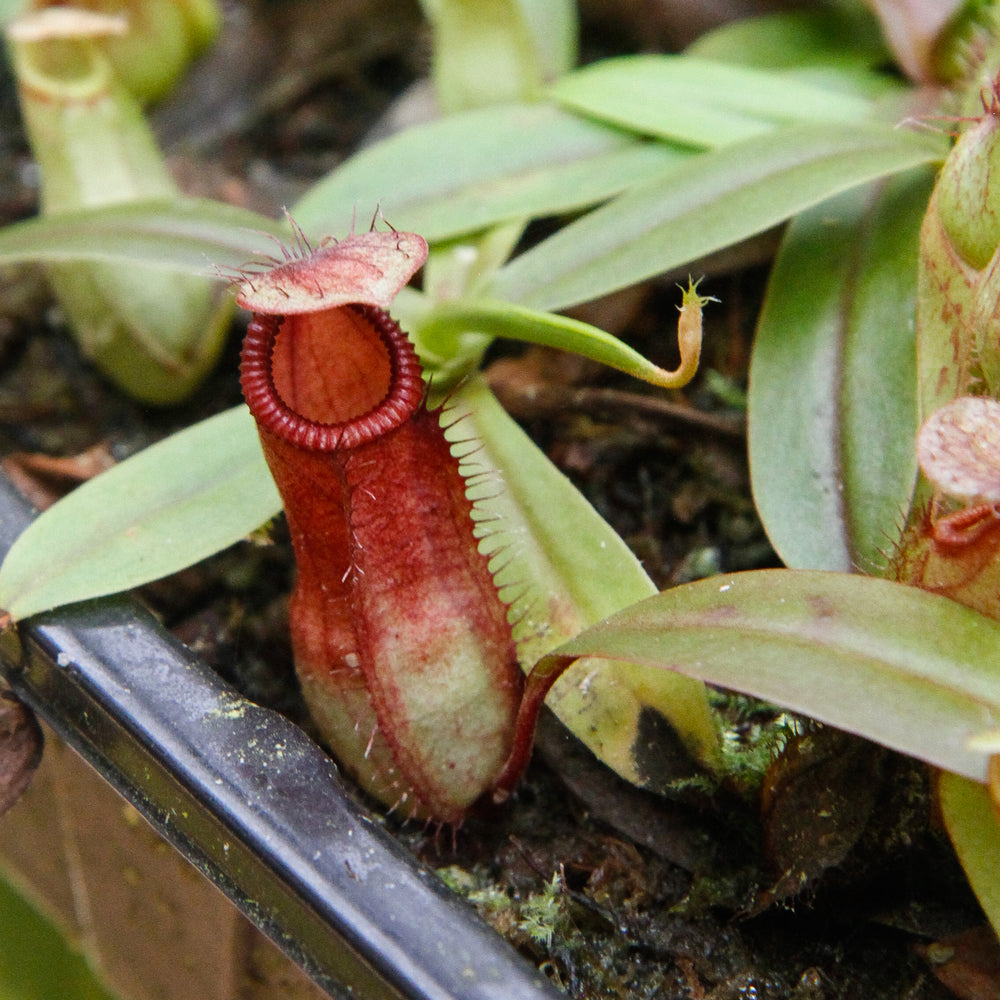 
                      
                        Nepenthes Viking x hamata, CAR-0098
                      
                    