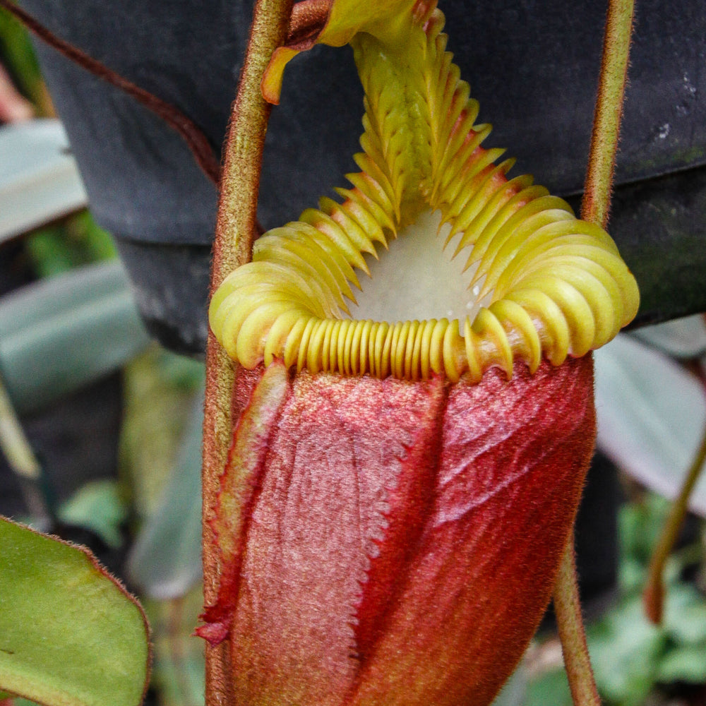 Nepenthes villosa, pitcher plant, carnivorous plant, collectors plant, large pitchers, rare plants
