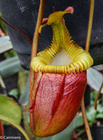 Nepenthes villosa, pitcher plant, carnivorous plant, collectors plant, large pitchers, rare plants