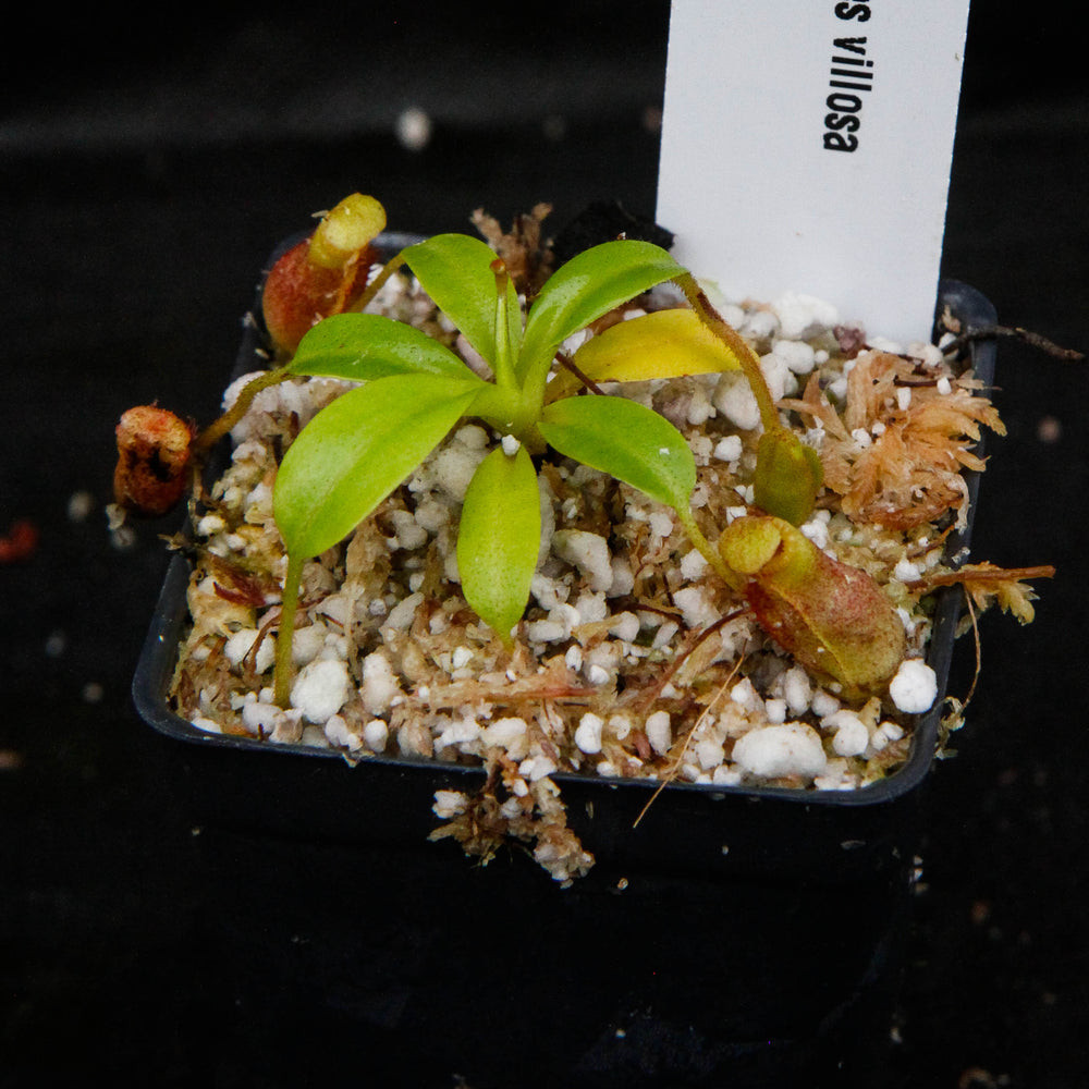 
                      
                        Nepenthes villosa, pitcher plant, carnivorous plant, collectors plant, large pitchers, rare plants
                      
                    