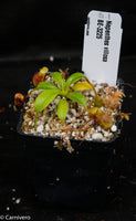 Nepenthes villosa