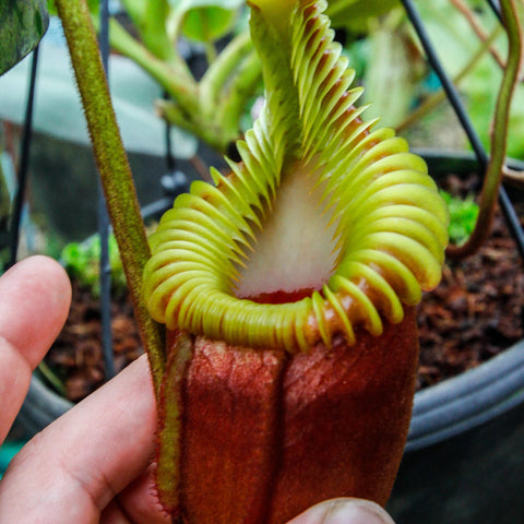Nepenthes villosa with bright green leaves and a large yellow ribbed pitcher around the mouth.
