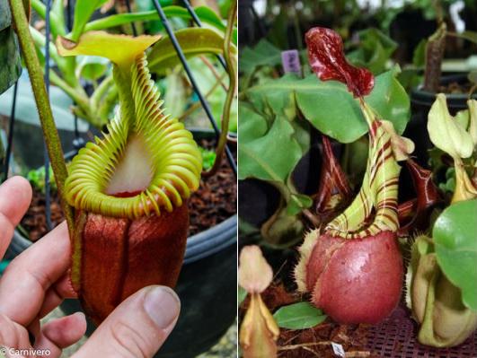 Two Nepenthes villosa x veitchii pitchers side by side, left green ribbed peristome, right red bulbous pitcher with stripes.
