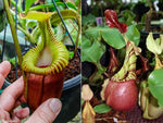 Nepenthes villosa x veitchii