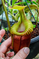 Nepenthes villosa, pitcher plant, carnivorous plant, collectors plant, large pitchers, rare plants