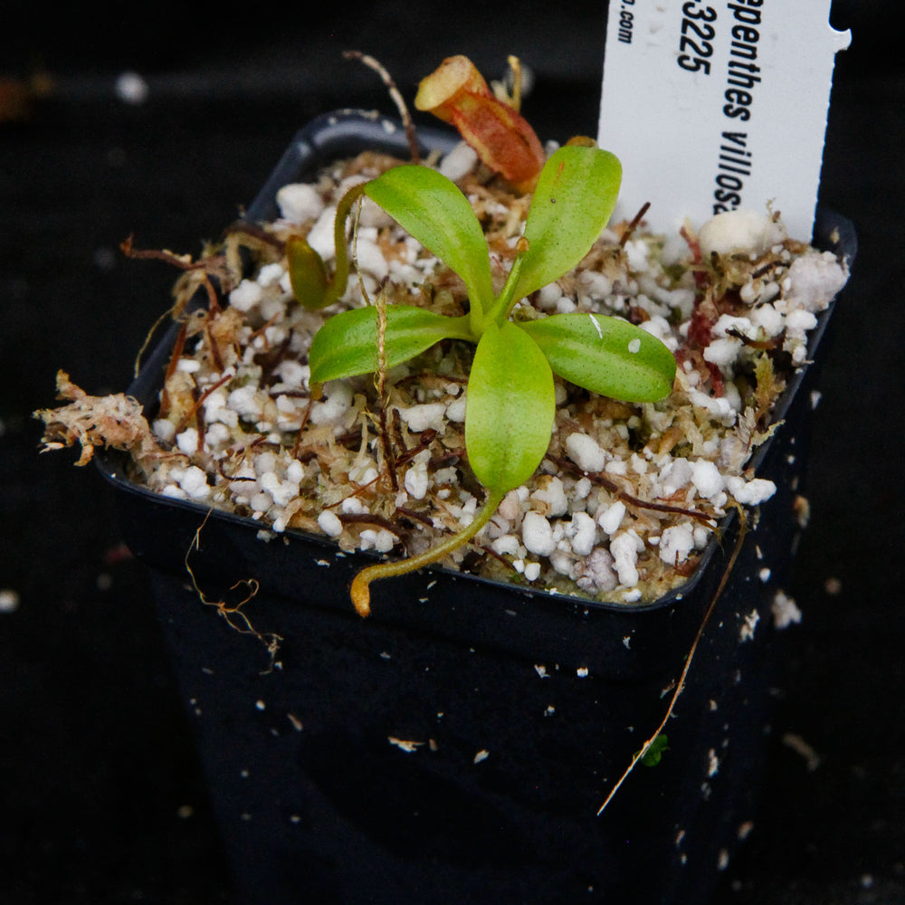 
                      
                        Nepenthes villosa, pitcher plant, carnivorous plant, collectors plant, large pitchers, rare plants
                      
                    
