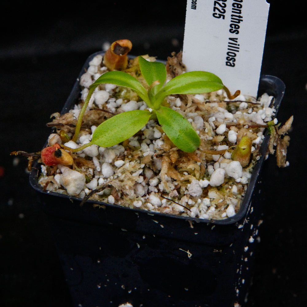 
                      
                        Nepenthes villosa, pitcher plant, carnivorous plant, collectors plant, large pitchers, rare plants
                      
                    