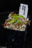 Nepenthes villosa, pitcher plant, carnivorous plant, collectors plant, large pitchers, rare plants