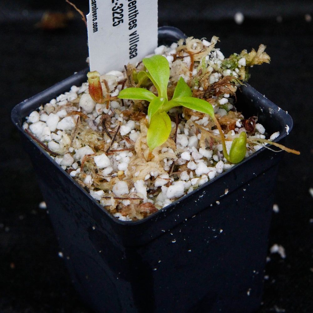 
                      
                        Nepenthes villosa, pitcher plant, carnivorous plant, collectors plant, large pitchers, rare plants
                      
                    