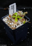 Nepenthes villosa, pitcher plant, carnivorous plant, collectors plant, large pitchers, rare plants
