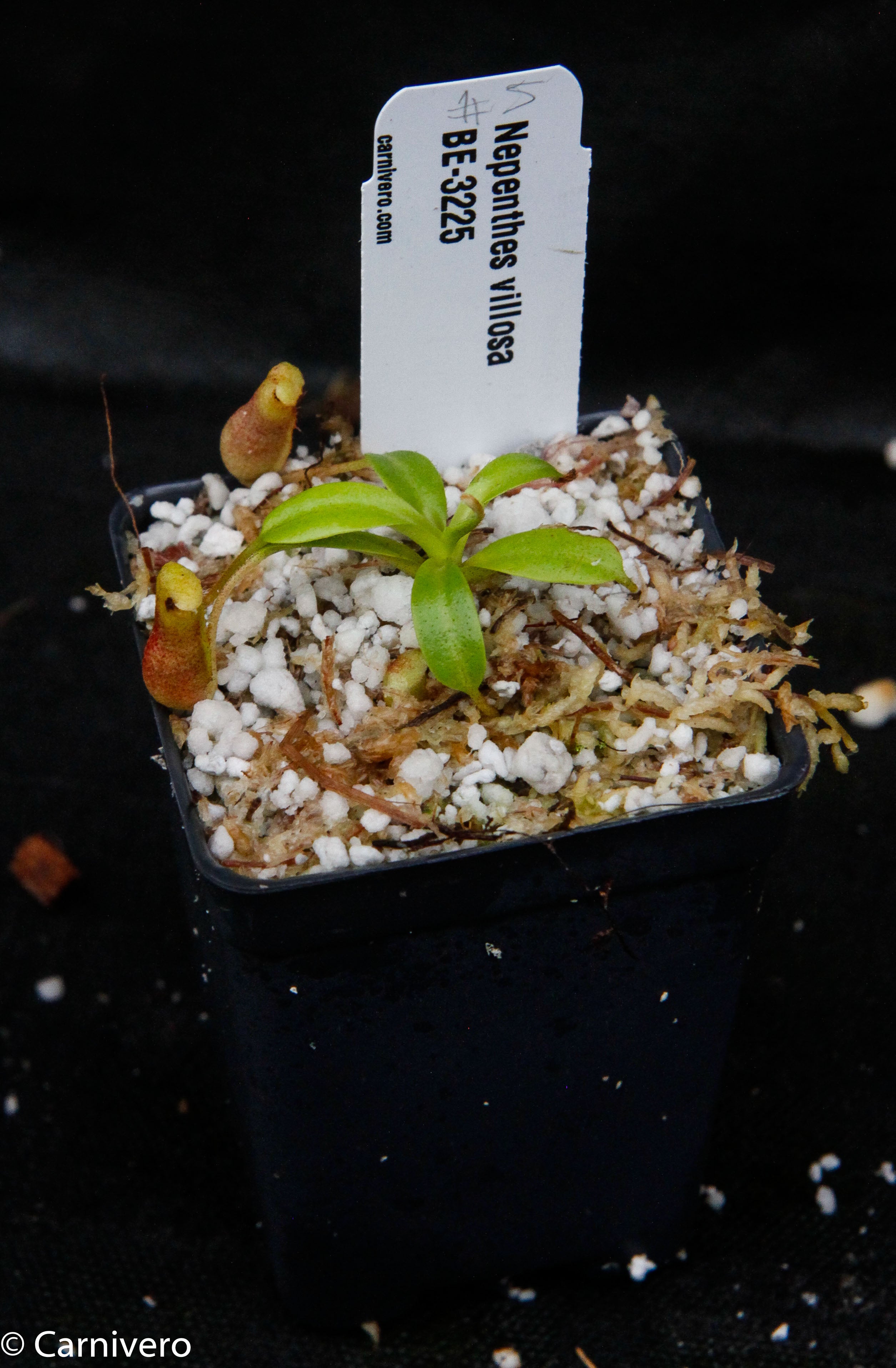 Nepenthes villosa – Carnivero