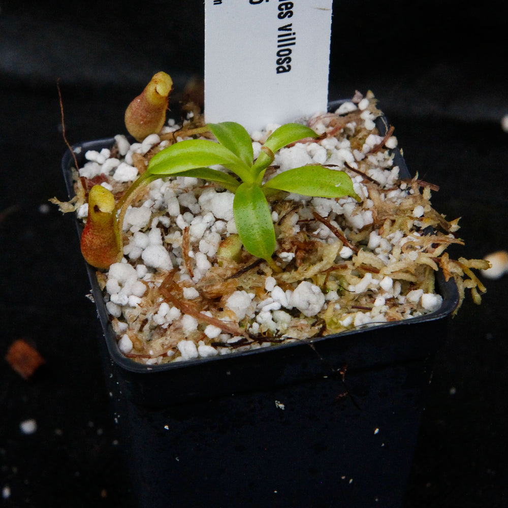 
                      
                        Nepenthes villosa, pitcher plant, carnivorous plant, collectors plant, large pitchers, rare plants
                      
                    