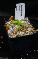 Nepenthes villosa, pitcher plant, carnivorous plant, collectors plant, large pitchers, rare plants