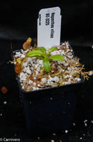 Nepenthes villosa