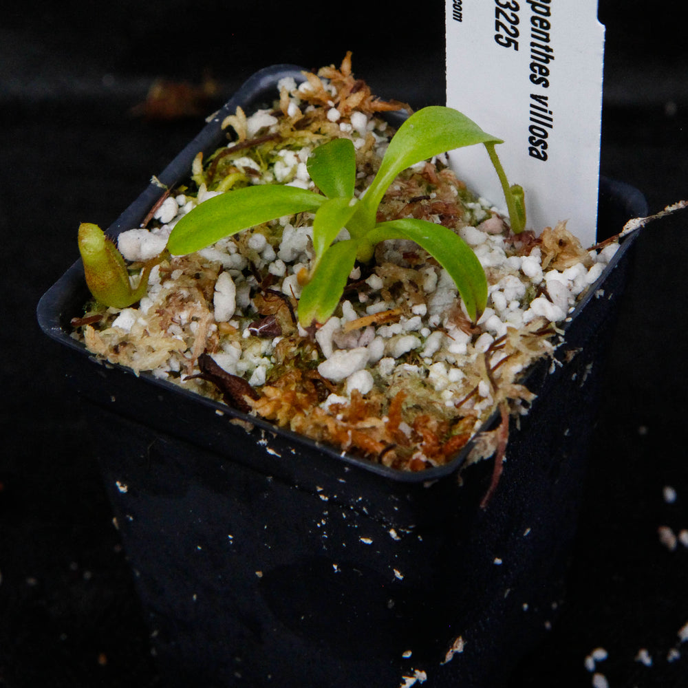 
                      
                        Nepenthes villosa, pitcher plant, carnivorous plant, collectors plant, large pitchers, rare plants
                      
                    
