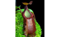 Nepenthes villosa x hamata