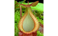 Nepenthes villosa x hamata