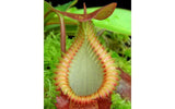 Nepenthes villosa x hamata