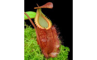 Nepenthes villosa x hamata