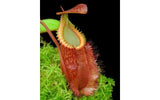 Nepenthes villosa x hamata