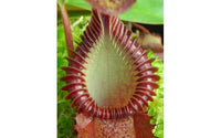 Nepenthes villosa x hamata