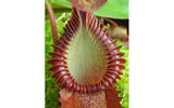 Nepenthes villosa x hamata
