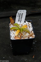 Nepenthes villosa x hamata