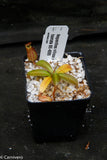 Nepenthes villosa x hamata