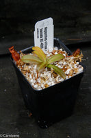 Nepenthes villosa x hamata