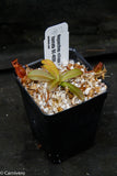 Nepenthes villosa x hamata