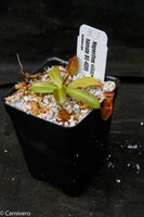 Nepenthes villosa x hamata