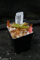 Nepenthes villosa x hamata