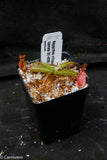 Nepenthes villosa x hamata
