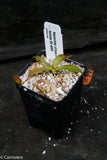 Nepenthes villosa x hamata