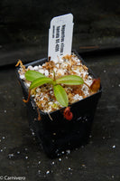 Nepenthes villosa x hamata