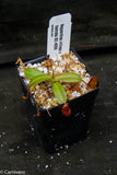 Nepenthes villosa x hamata